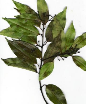 Cinnamomum verum leaves via Wikimedia commons. Cinnamomum verum leaves via Wikimedia commons.