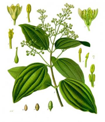 Cinnamomum verum, Franz Eugen Köhler, Köhler's Medizinal-Pflanzen via Wikimedia commons. Cinnamomum verum, Franz Eugen Köhler, Köhler's Medizinal-Pflanzen via Wikimedia commons.