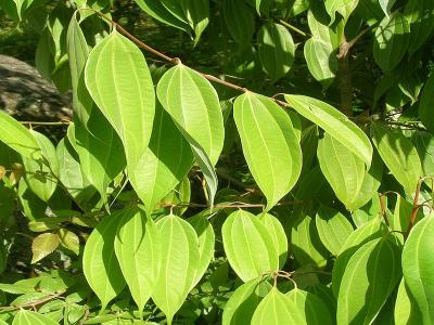 Leaves of Cinnamon, Pithoragarh, Himalayas, India, L. Shyamal via Wikimedia commons. Leaves of Cinnamon, Pithoragarh, Himalayas, India, L. Shyamal via Wikimedia commons.