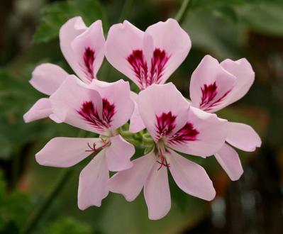 Pelargonium graveolens, Allgau via Wikimedia commons. Pelargonium graveolens, Allgau