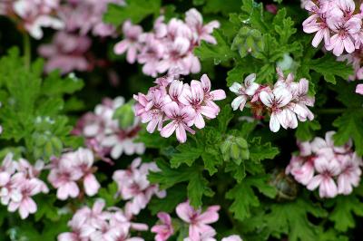 Pelargonium graveolens, Eric Hunt via Wikimedia commons. Pelargonium graveolens, Eric Hunt