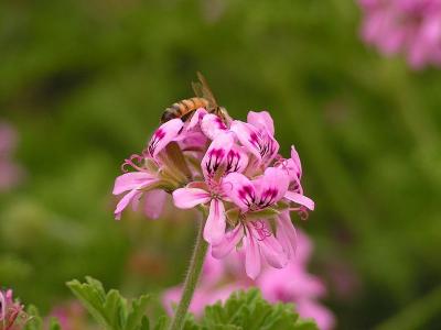 A bee on Pelargonium graveolens flower cluster, Aviyam via Wikimedia commons. A bee on Pelargonium graveolens flower cluster, Aviyam