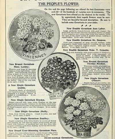 Our new guide to rose culture, Dingee & Conard Co.; Henry G. Gilbert Nursery and Seed Trade Catalog Collection 1891 via Wikimedia commons. Our new guide to rose culture, Dingee & Conard Co.; Henry G. Gilbert Nursery and Seed Trade Catalog Collection 1891