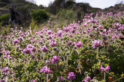 Pelargonium capitatum, Cape Town, Peter Baker via Wikimedia commons. Pelargonium capitatum, Cape Town, Peter Baker