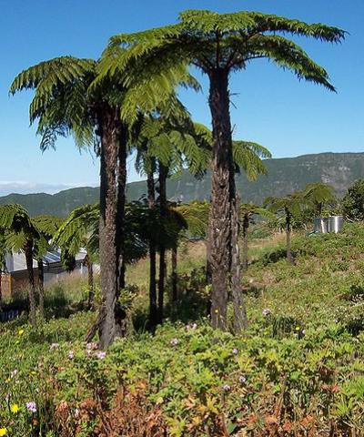 Cluster of Cyathea glauca in a geranium (Pelargonium graveolens) field at Grand-Coude (Saint-Joseph, Réunion), B.Navez via Wikimedia commons. Cluster of Cyathea glauca in a geranium (Pelargonium graveolens) field at Grand-Coude (Saint-Joseph, Réunion), B.Navez