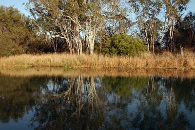 Reflections along the banks of the River Murray above Lock 1 at Murbko, SA. September 2007. Greg Rinder, CSIRO via Wikimedia commons. Reflections along the banks of the River Murray above Lock 1 at Murbko, SA.