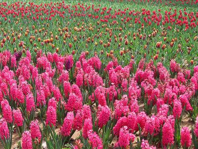 Floriade 2005, Canberra by John O'Neill, Wikimedia Commons. hyacinth and tulip flowers