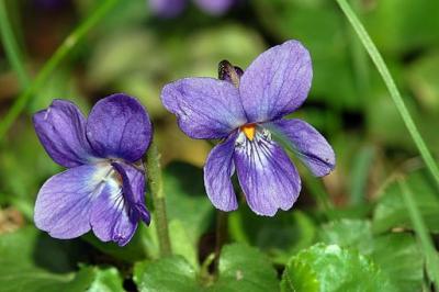 Viola odorata, Nied, Frankfurt/Main on pear, Germany by Fritz Geller-Grimm, Wikimedia commons. viola odorata, Nied, Frankfurt/Main on pear, Germany by Fritz Geller-Grimm