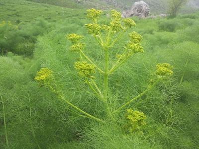 Galbanum by Pirehelokan, Wikimedia commons. galbanum by Pirehelokan