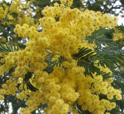 Mimosa, Silver Wattle by Eugene Zelenko, Wikimedia commons. mimosa (Acacia dealbata)