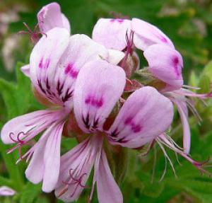 Photo of Pelargonium graveolens at the San Francisco Botanical Garden by Stan Shebs, Wikimedia commons. photo of Pelargonium graveolens at the San Francisco Botanical Garden