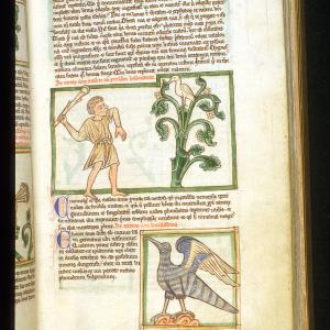 The Cinnamologus bird, as shown in a medieval bestiary, Peraldus. The Cinnamologus bird, as shown in a medieval bestiary, Peraldus.
