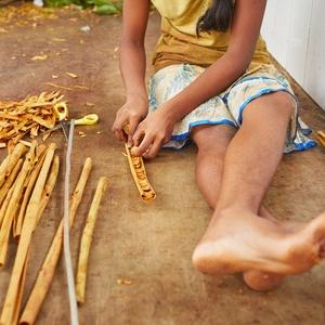 Cinnamon bark processing, Sri Lanka. Cinnamon bark processing, Sri Lanka.