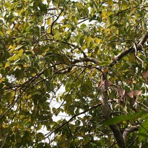 Cinnamomum verum in Curieuse Island, Seychelles, Marion Schneider & Christoph Aistleitner via Wikimedia commons. Cinnamomum verum in Curieuse Island, Seychelles, Marion Schneider & Christoph Aistleitner via Wikimedia commons.