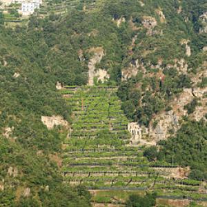 Lemon orchard Amalfi