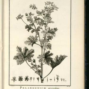 Illustration de Redouté dans Geraniologia de L'Héritier de Brutelle, 1787-1788 via Wikimedia Commons. Illustration de Redouté dans Geraniologia de L'Héritier de Brutelle, 1787-1788