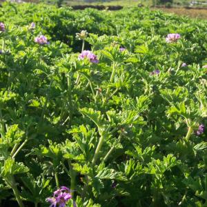Géranium rosat (Pelargonium graveolens), Reunion Island, B.Navez via Wikimedia commons. Géranium rosat (Pelargonium graveolens), Reunion Island