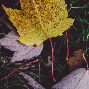 New Forest National Park, UK, Annie Spratt. Autumn leaves