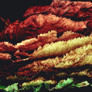 Autumn leaves, Davide Ragusa. Autumn leaves