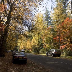 Mount Wilson, New South Wales, Australia, M. Kozlenko via Wikimedia commons. Mount Wilson, New South Wales, Australia