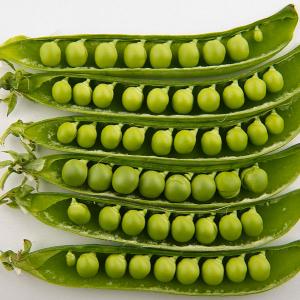 Studio photo of peas in their pods by Bill Ebbesen, Wikimedia commons. green peas in a pod
