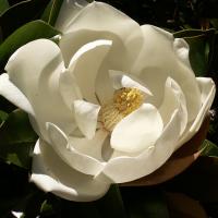 Magnolia grandiflora. Stuart Yeates via Wikimedia commons. Magnolia flower.
