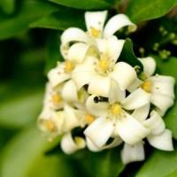 Murraya (orange jessamine) flowers. Murraya (orange jessamine) flowers.