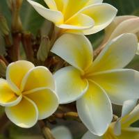 Suan Luang park Plumeria flowers, Bangkok Thailand. Steve via Wikimedia commons. Frangipani flowers.