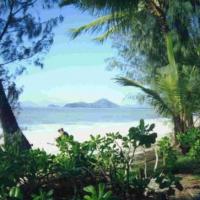 Palm Cove Beach, Australia, Dgillig via Wikimedia commons. Palm Cove Queensland